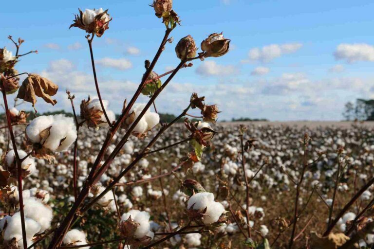 Organic Cotton