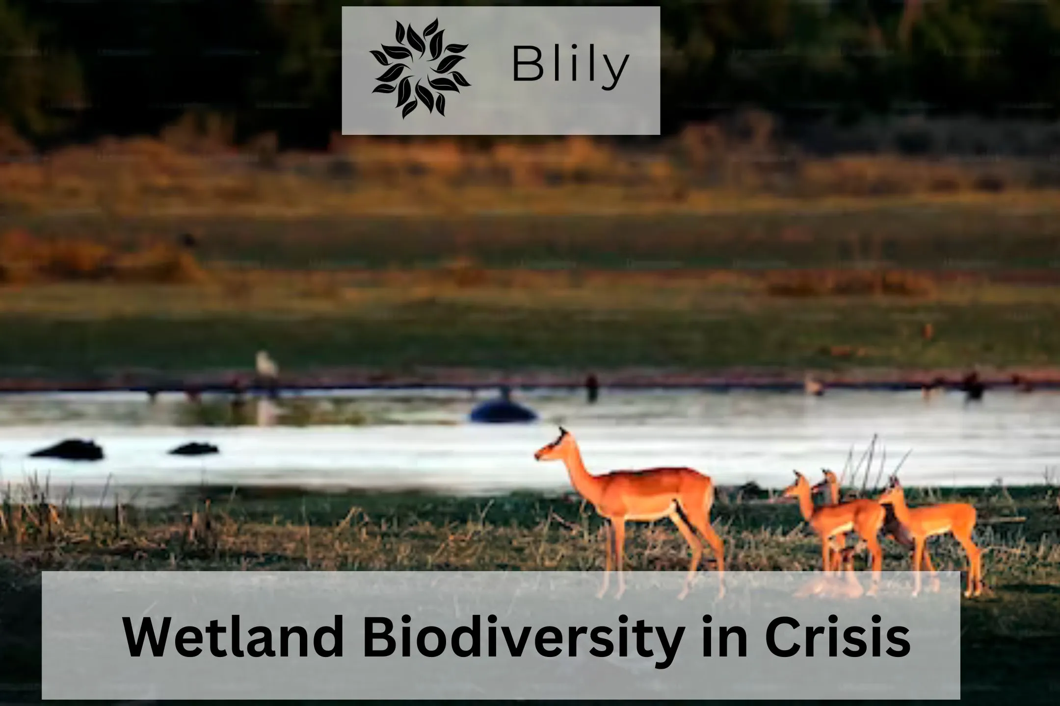 Wetland Biodiversity in Crisis