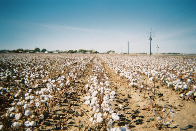 Why is Organic Cotton so expensive?