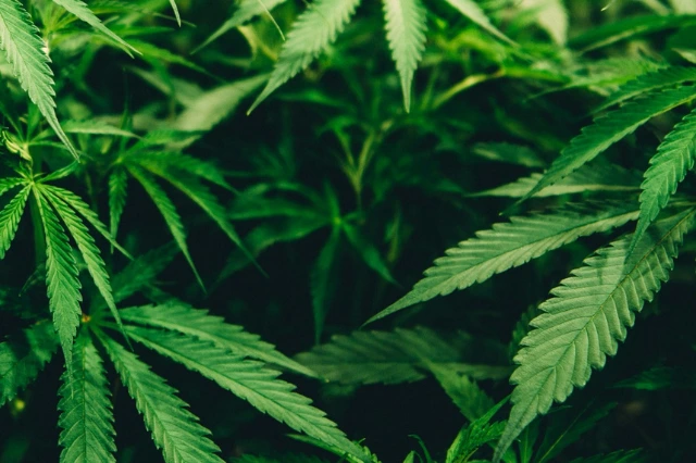 Hemp T-Shirts