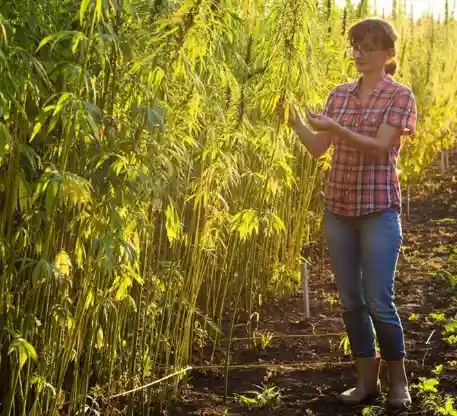 Cultivation Process of hemp