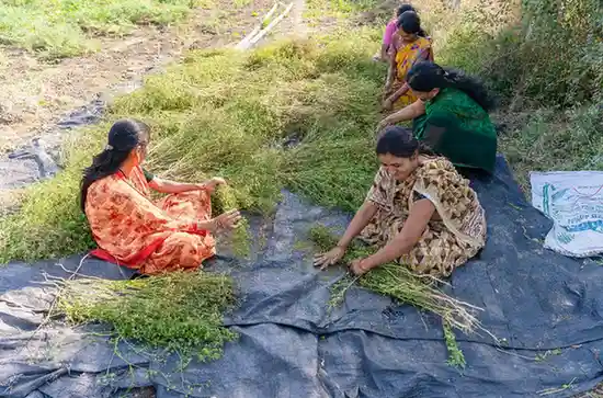 women hemp entrepreneurs ship