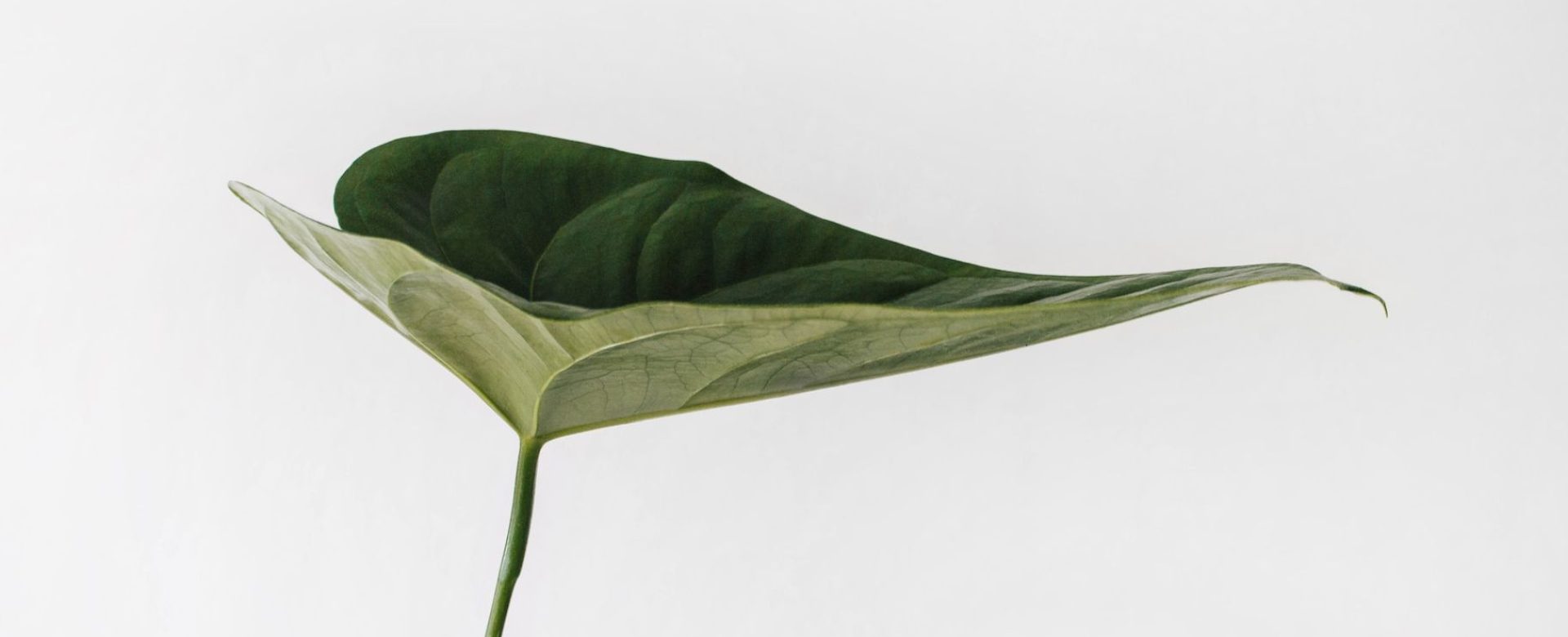 Sustainability